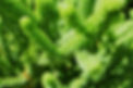 Green Plant