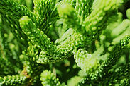 Close-Up Green Leaves