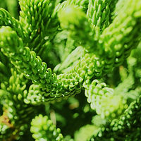 Plante verte