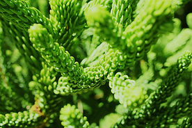 Green Plant