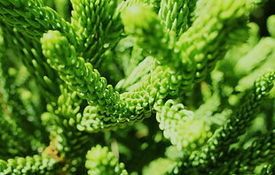 Plante verte