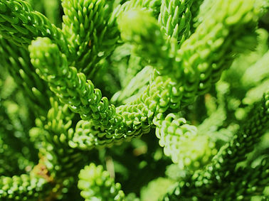 Green Plant