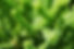 Green Plant