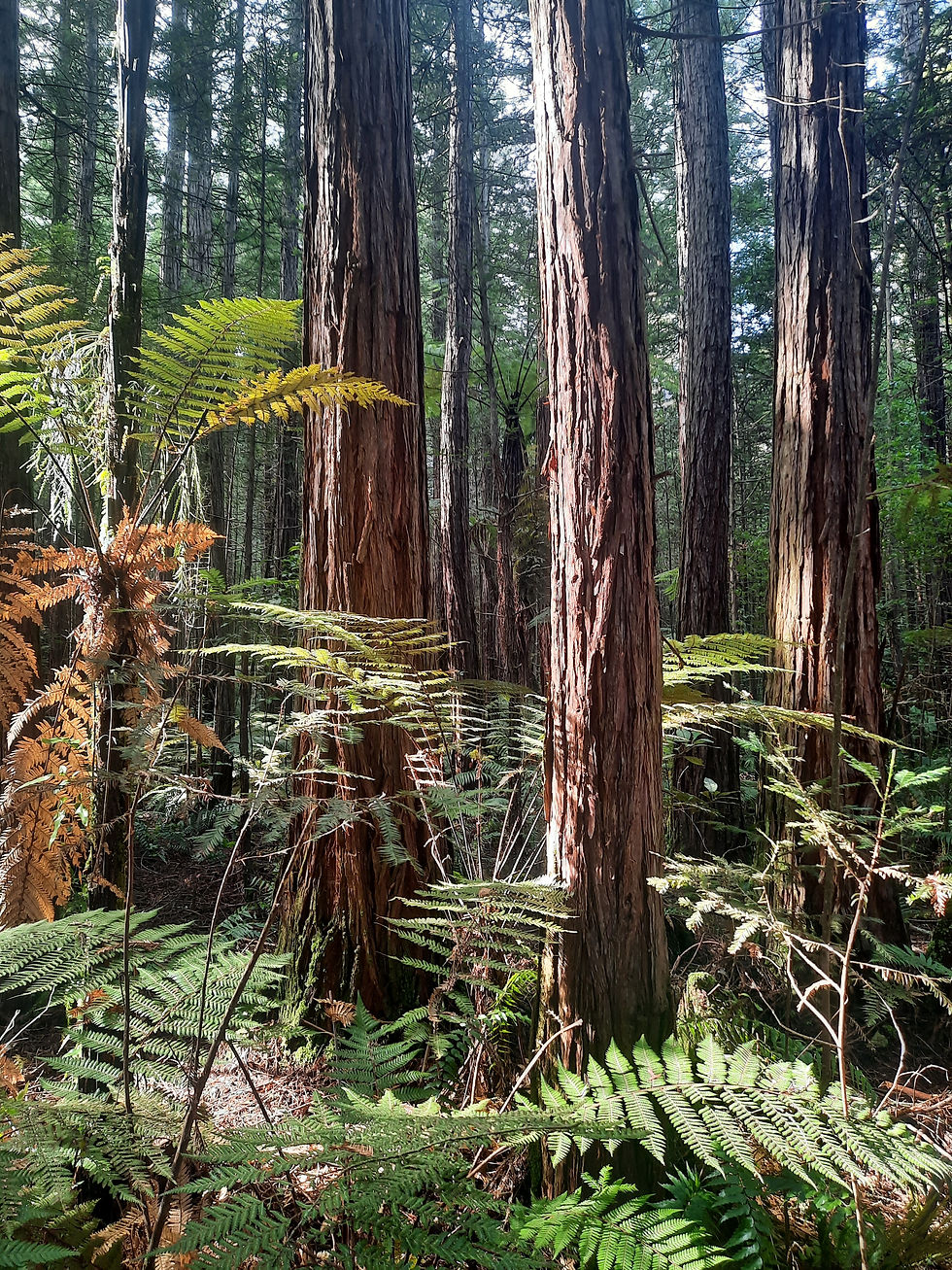 Redwoods Forest - Heal Your Soul