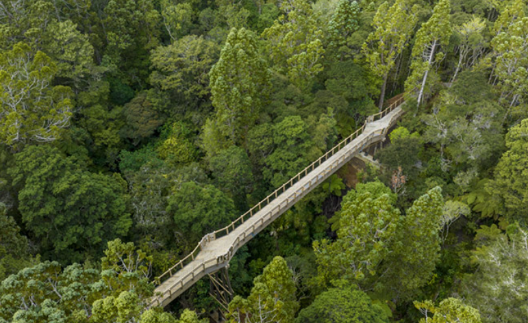 The newly opened treetops walk