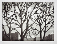 Ailanthus in April