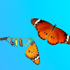 Culture Change That Lasts: Lessons From 15 Years of Enterprise Transformations