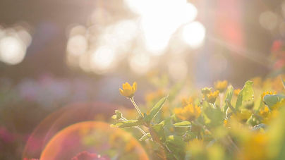 flower.jpg