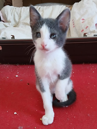 Elvis 4