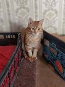 Garfield 1