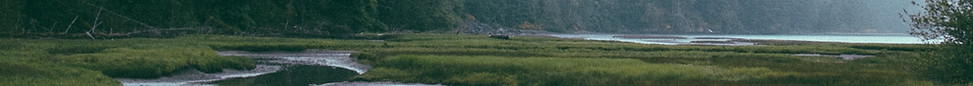 Paysage forêt