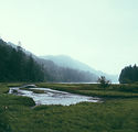 Forest Landscape