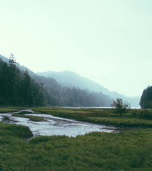 Forest Landscape