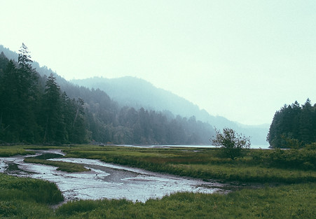 Forest Landscape