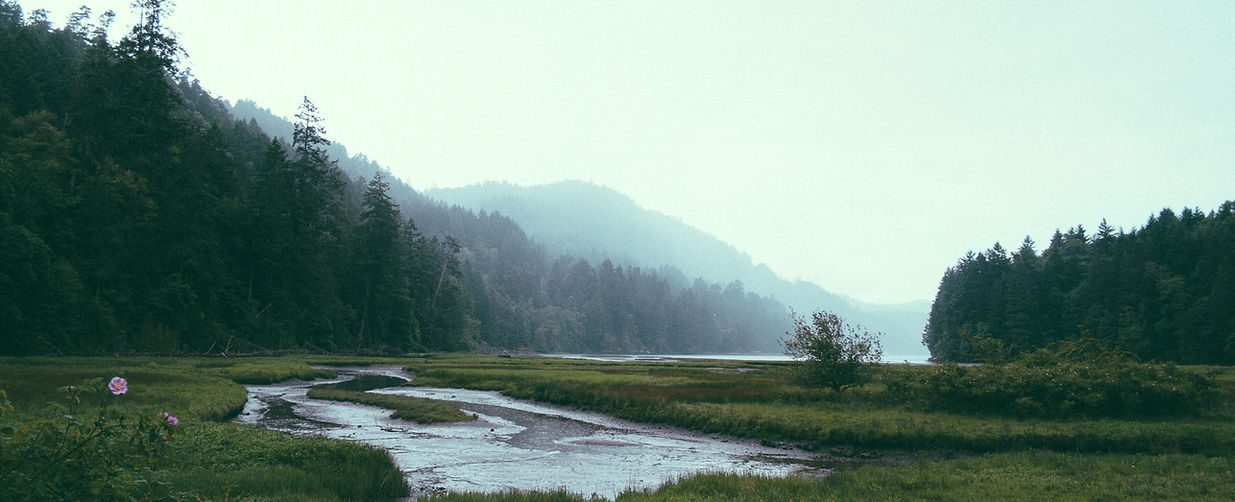 Tranquil Forest Stream