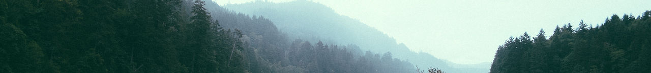 Forest Landscape