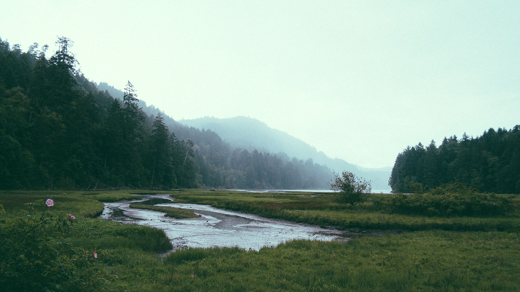 Forest Landscape