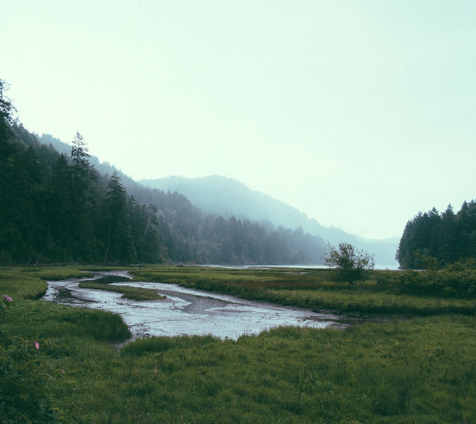 Forest Landscape