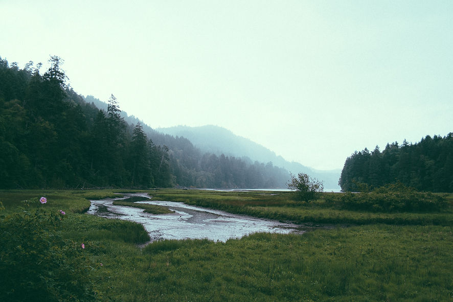 Forest Landscape