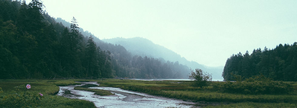 Tranquil Forest Stream