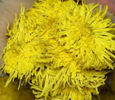Golden Silk Chrysanthemum (金丝皇菊 • Jīn Sī Huáng Jú)