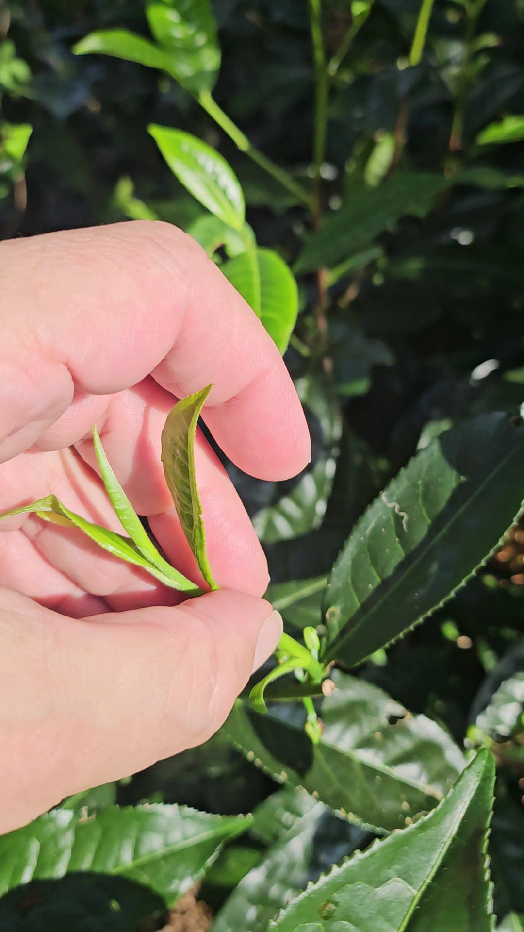 Master Cho's 'Sun'  White Tea
