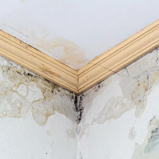 Tembok Rembes dan Berjamur? Ini Cara Murah Mengatasinya Sebelum Makin Parah