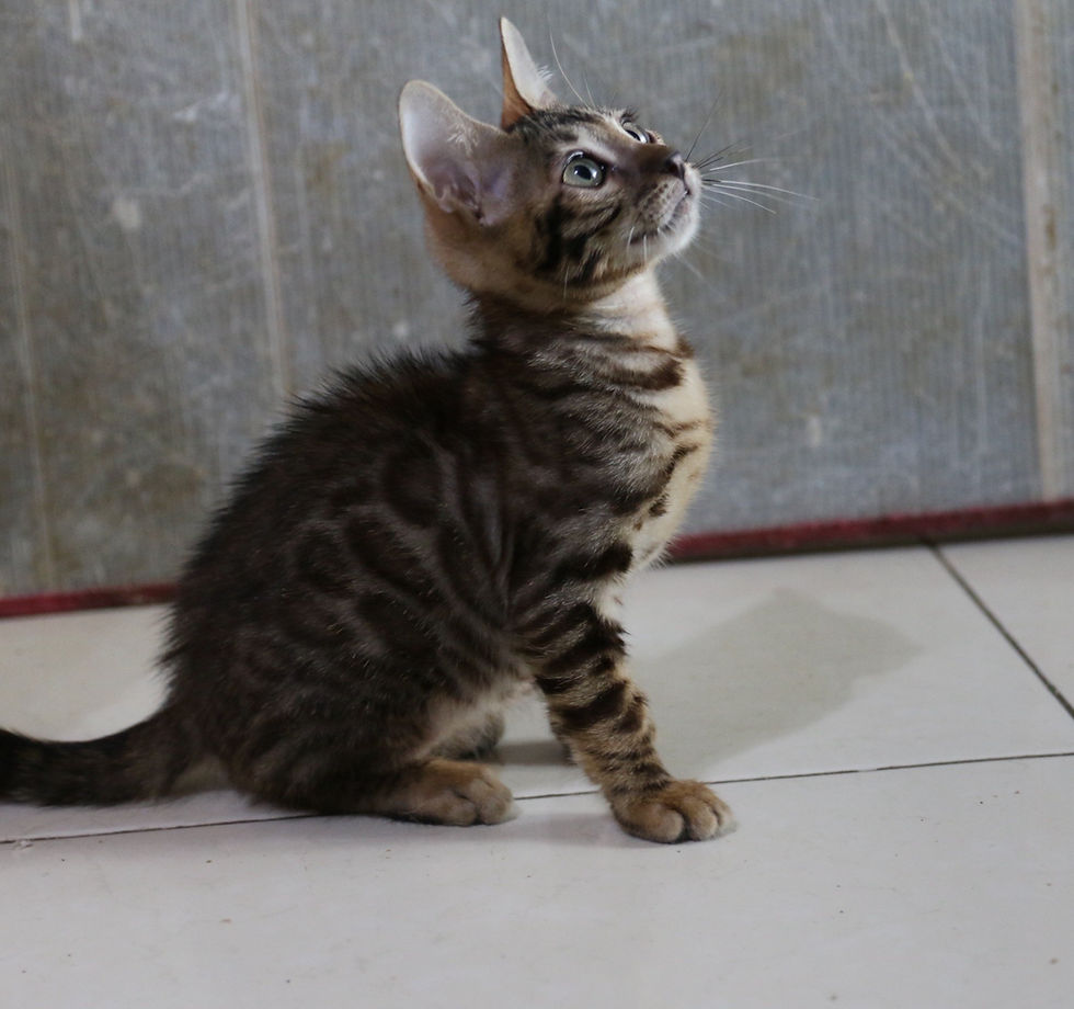 10.29生 金豹男生