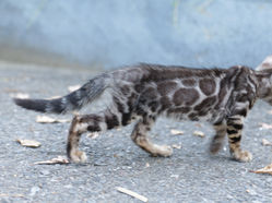 07.30生 金豹妹妹4萬8