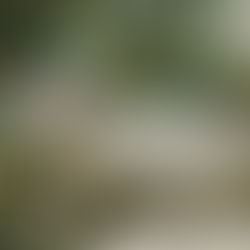 06.30生 雪豹妹妹6萬