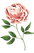 Peach Rose_edited.png