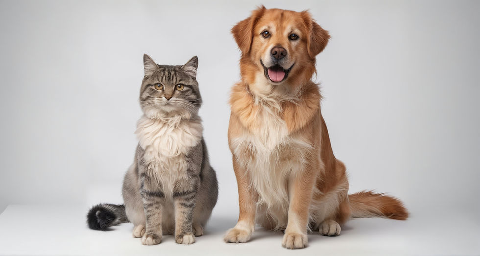 Cane e gatto seduti tranquillamente insieme