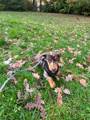sausage dog in grass