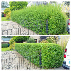 Hedge cutting