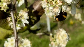 Christus ist auferstanden!