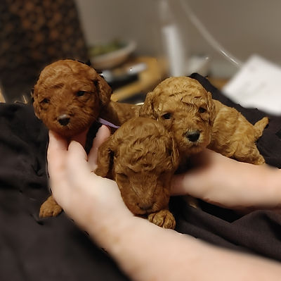 Aug 2 puppies.jpg