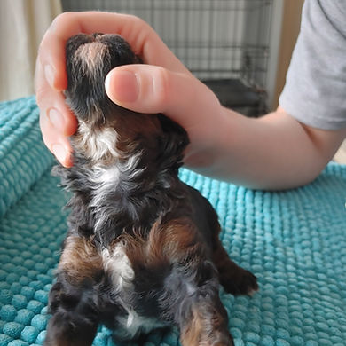 miniature poodle puppy