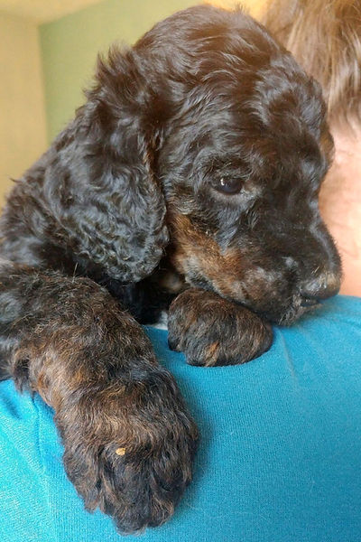 Phantom Poodle
