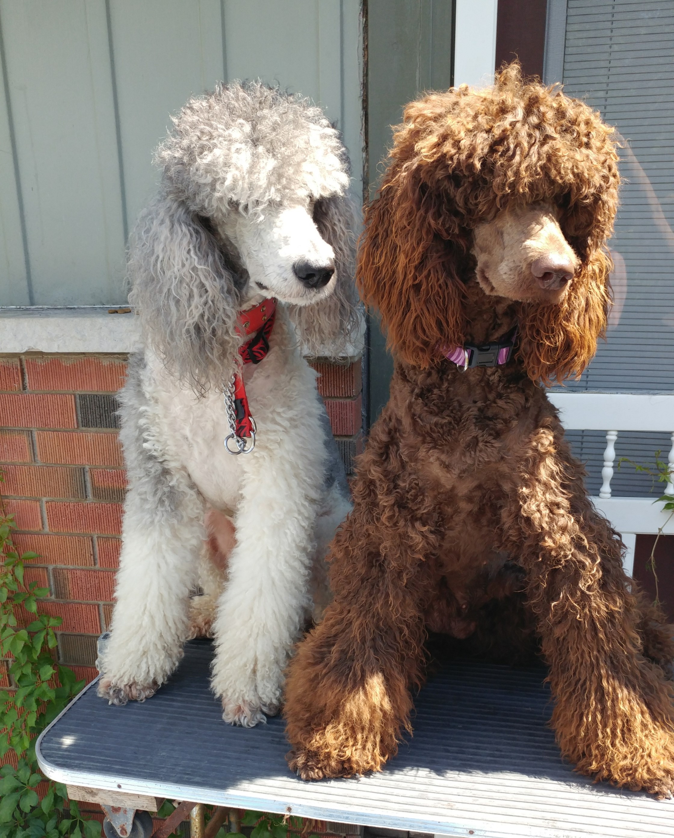 Standard Poodle Puppies for 