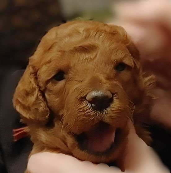 Male burgandy collar head.jpg