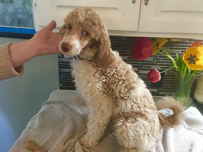 Puppies for sale