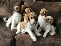 Rosies Litter