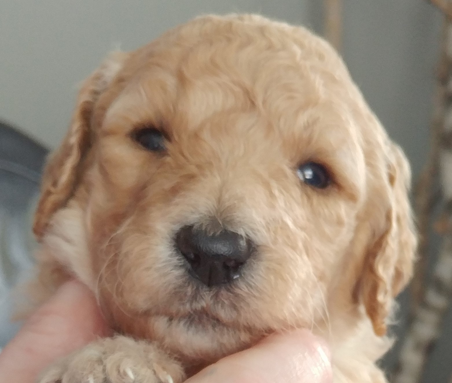 Parti poodles for cheap sale near me