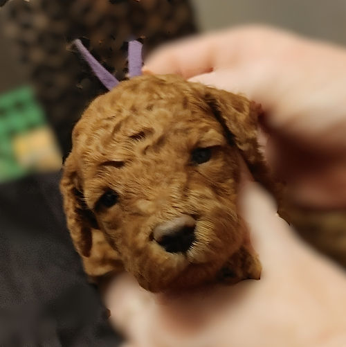 Male purplle collar.jpg