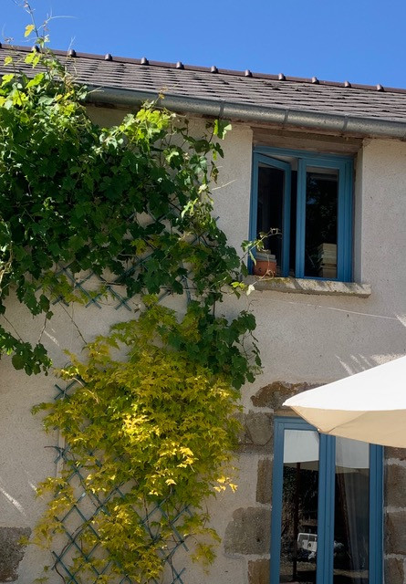 blue-framed windows in a whitewashed wall with climbing plants on a trellis