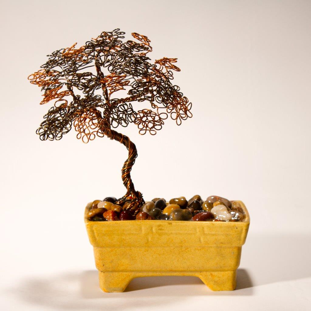 Broom Bonsai