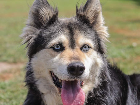Top 5 reasons to train your dog