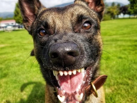Reactive, Not Aggressive: Your Dog Isn’t Broken