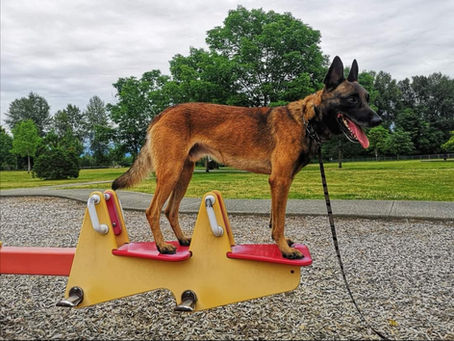 Dog Parkour
