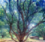 Photo - Biharo ka ped (Tree of Biharo)